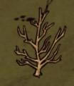 ǿ
