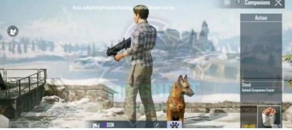 和平精英宠物狗怎么获得_和平精英宠物猎犬获得方法